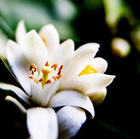 Γαλάκτωμα Σώματος Νερόλι & Φύλλα Ελιάς 200ml Aeolis - Image 3