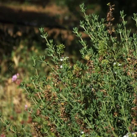 Γαλάκτωμα Σώματος Περγαμόντο & Βιολογικό Θυμάρι 200ml Aeolis - Image 4