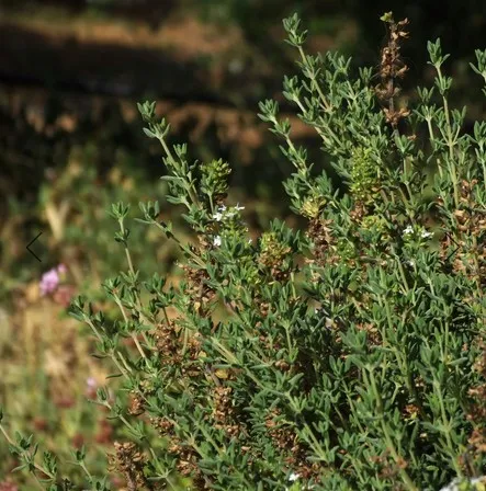 Αφρόλουτρο Περγαμόντο & Βιολογικό Θυμάρι 270ml Aeolis - Image 3