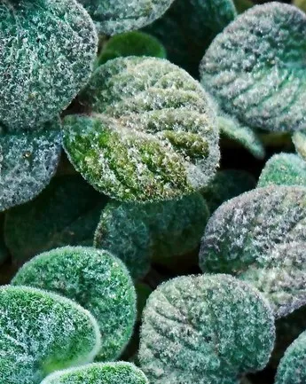 Αφρόλουτρο Σύκο, Λάιμ & Δίκταμο 270ml Aeolis - Image 6