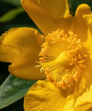 Ξηρό Λάδι Καθαρισμού Προσώπου & Ματιών 100ml Aeolis - Image 4
