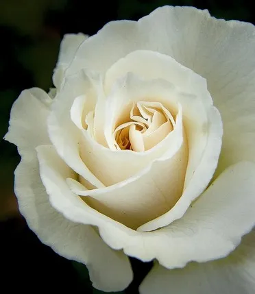 Ξηρό Λάδι Καθαρισμού Προσώπου & Ματιών 100ml Aeolis - Image 5