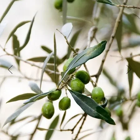 Αφρόλουτρο Νερόλι & Φύλλα Ελιάς 270ml Aeolis