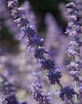 Gel Καθαρισμού Προσώπου 3 in 1 100ml Aeolis - Image 4