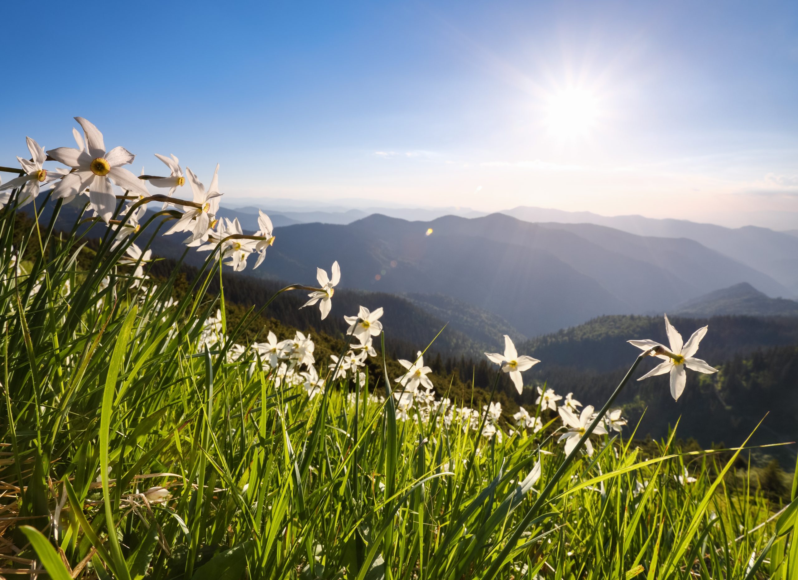 Η Πεταλούδα και η Αλεπού στο Νησί που Γεννούσε Λευκά Λουλούδια